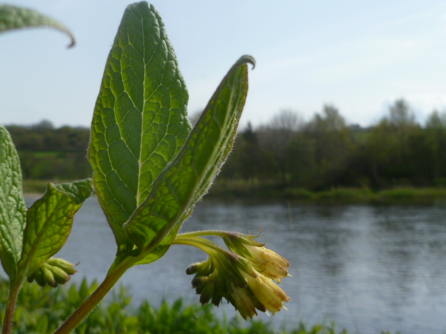 Comfrey Plant May 2014