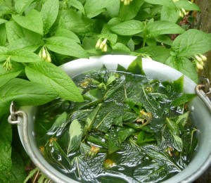 Comfrey Uses - comfrey macerate